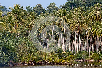 Tropical river with palm trees on shores