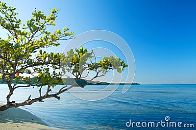 Tropical scene of Buye beach at the caribbean island of Puerto Rico