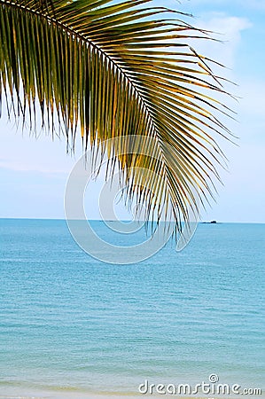 Tropical Sea and Palm Tree