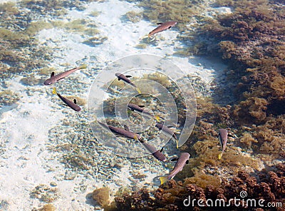 Tropical small fishes