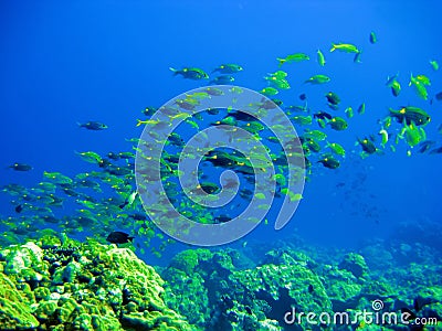 Tropical small fishes and corals.Underwater