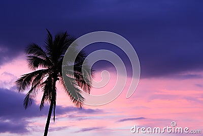 Tropical sunset background with palm tree