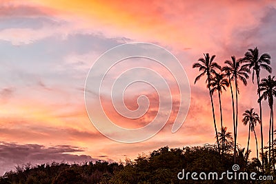 Tropical sunset palm trees
