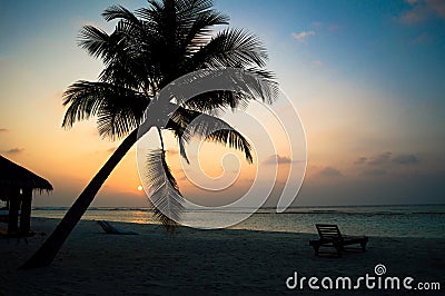 Tropical sunset with palm trees silhouette.