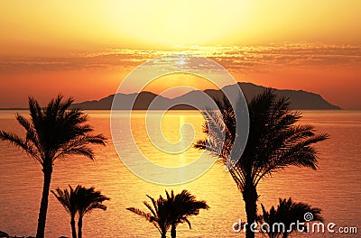 Tropical sunset with palm trees silhouette