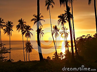 Tropical sunset with trees silhouette.