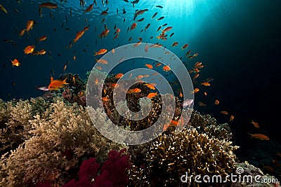 Tropical underwater life in the Red Sea.