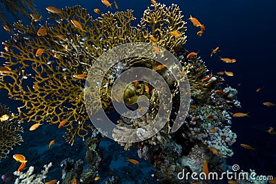 Tropical underwater life in the Red Sea.