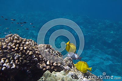 Tropical Underwater scene