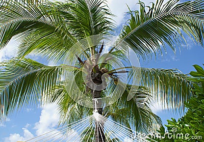 Palm tree and a hammock