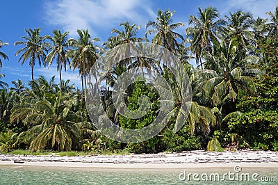 Tropical white sand beach with coconut palm trees