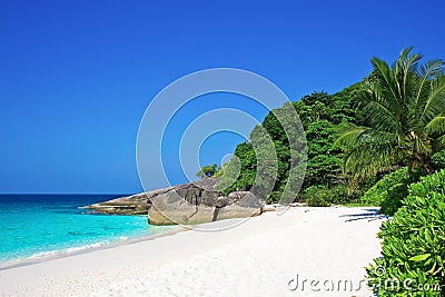 Tropical white sand beach with palm trees