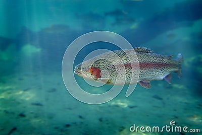 Trout Fish Swimming