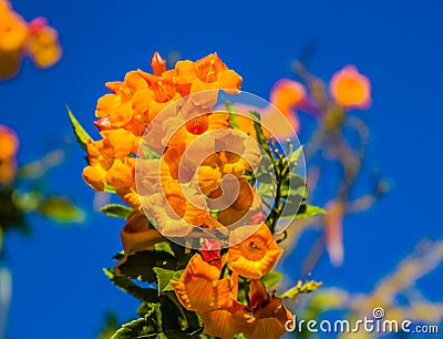Trumpet Flowers on a Blue Background