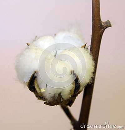 Tuft of white cotton ball directly in the plant of cotton planta