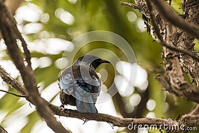 Tui Singing