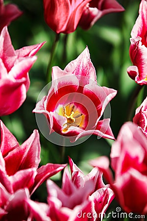 Tulip crown