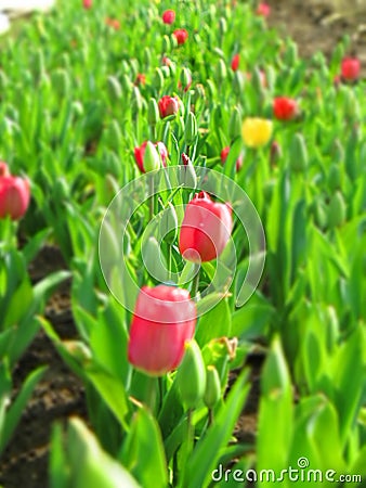 Tulip field with multi colored tulips