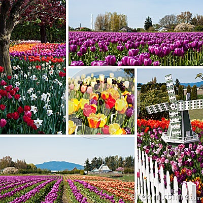 Tulip field with multicolored flowers collage, tulip festival in