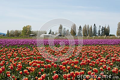 Tulip field with purple and red flowers