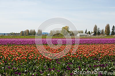Tulip field with purple and red flowers