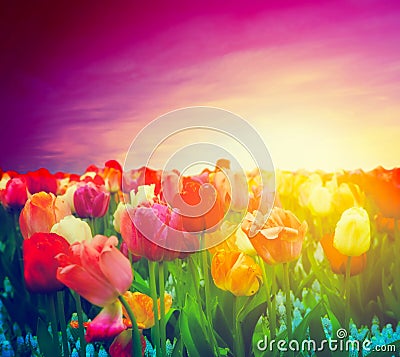 Tulip flowers field, sunset sky. Artistic mood