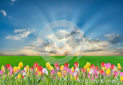 Tulip flowers and green field