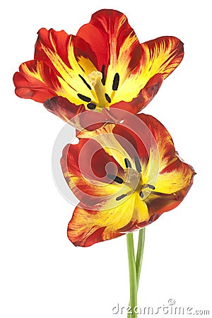 http://thumbs.dreamstime.com/x/tulip-studio-shot-yellow-red-colored-flowers-isolated-white-background-large-depth-field-dof-macro-national-flower-36335868.jpg