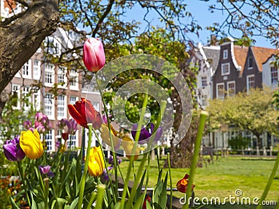 Tulips in the Begijnhof Court in Amsterdam