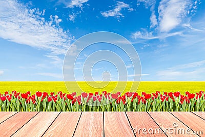 Tulips with green rice field against blue sky and plank wood