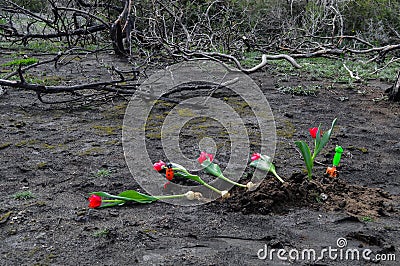 Tulips over burned ground