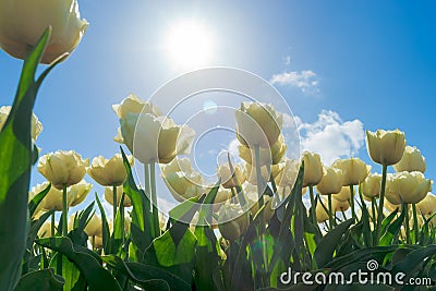 Tulips in spring sun.