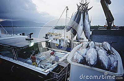 Tuna Fish In Container On Fishing Boat Dawn Cairns Australia Royalty 
