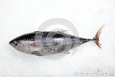 Tuna Fish on Ice background