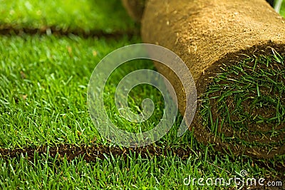 Turf grass rolls closeup