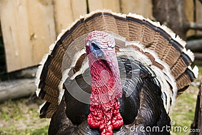 Turkey close-up