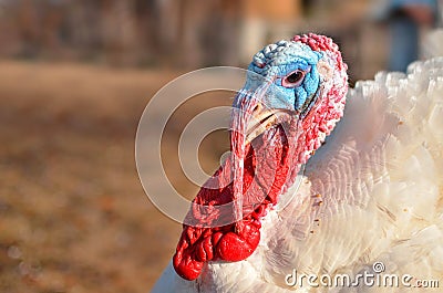 Turkey close up