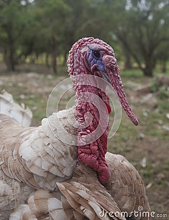 Turkey close up