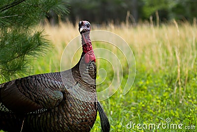 Turkey Looking at You
