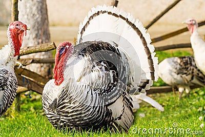 Turkey male