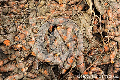 Turmeric tropic roots texture background, turmeric harvest