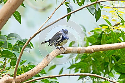 Turquoise Tanager Bird On Branch