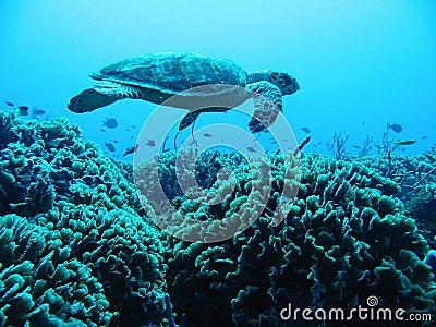 Turtle Above Reef