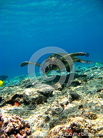 Turtle flying under water
