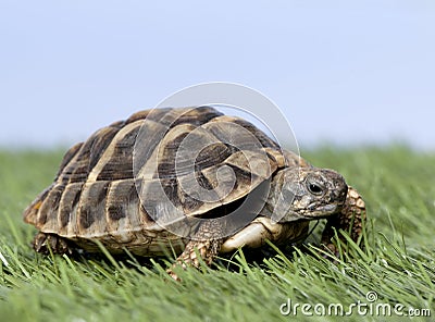 Turtle on grass