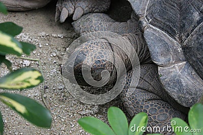 Turtle in the sand