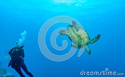 Turtle and Scuba diver with camera