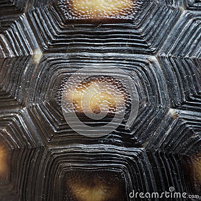Turtle shell pattern texture