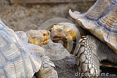 Turtles together