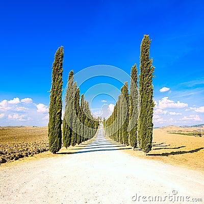 Tuscany, Cypress Trees white road rural landscape, Italy, Europe